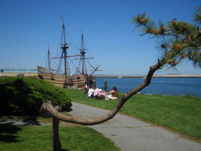 The Mayflower II and funky tree