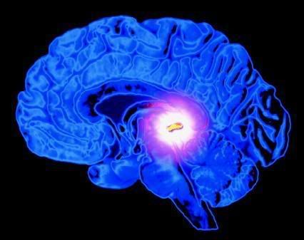 pineal gland Pictures, Images and Photos