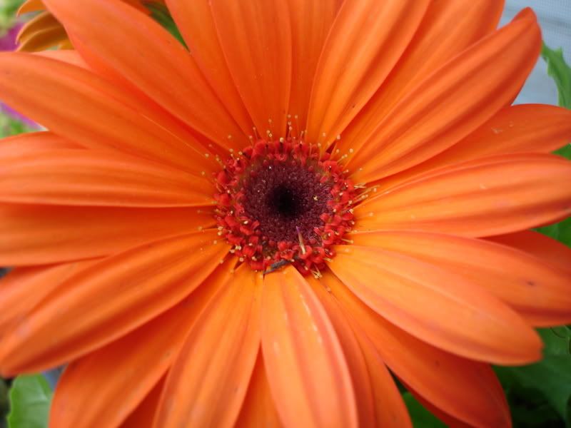 orangegerbera.jpg