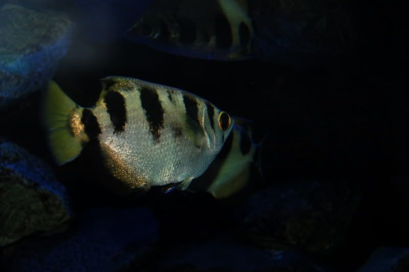 [img width=680 height=452]http://i13.photobucket.com/albums/a287/mantabert/92eb0d87.jpg[/img]