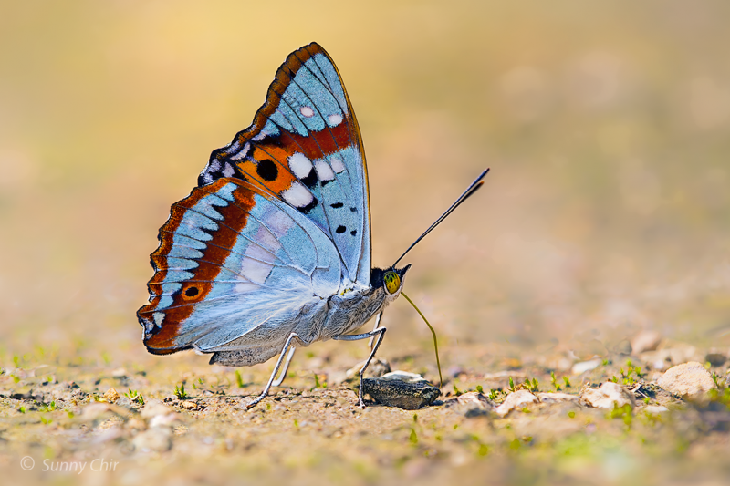 Бабочки №95 - Бабочка радужница (Mimathyma ambica)