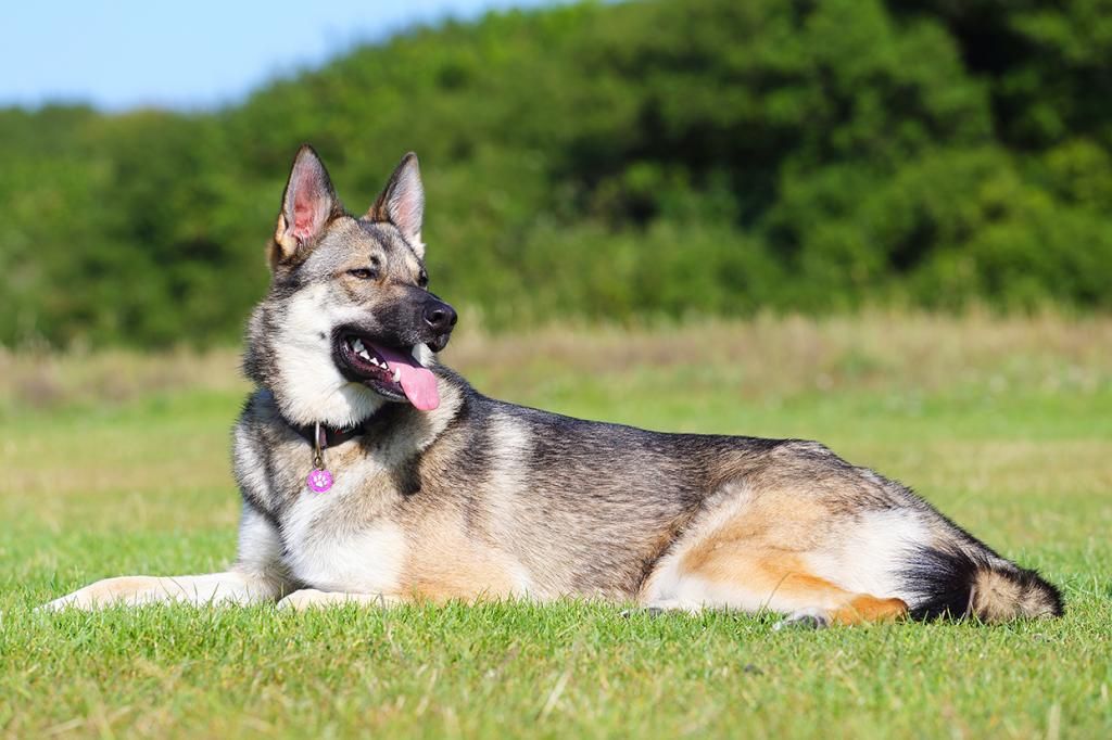 IMAGE: http://i13.photobucket.com/albums/a289/Helmetfire/Post/Elsa_zps30883890.jpg