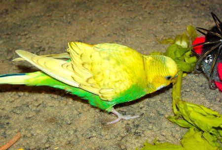 Applencelery_450x304.jpg