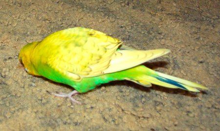 Applesbluefeather_450x269.jpg
