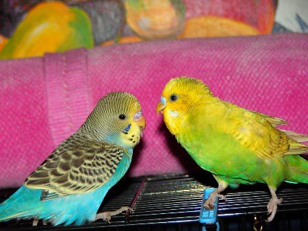 IMAG0141_450x337.jpg