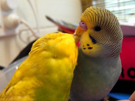 IMAG0175_450x337.jpg