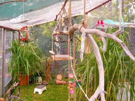Aviarytoys_450x337.jpg