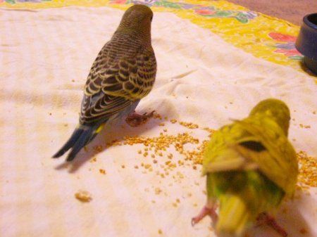 MunchnAppleenjoyingseedtogether_450.jpg