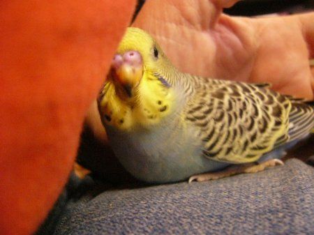 Munchycuddles_450x337.jpg