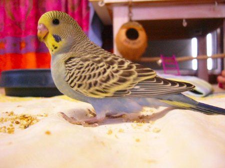 Munchyposing_450x337.jpg