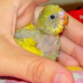 babyapplesnug.jpg