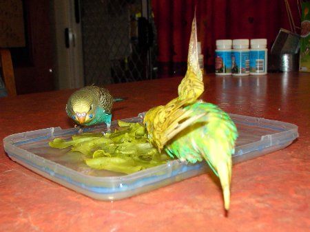 IMAG0113_450x337.jpg