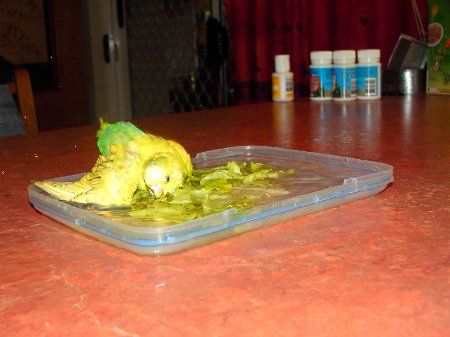 IMAG0114_450x337.jpg