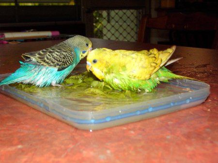 IMAG0128_450x337.jpg