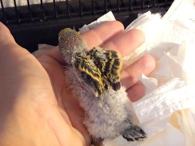 IMAG0259.jpg
