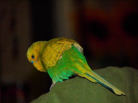 IMAG0744_450x337.jpg