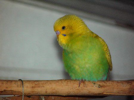 IMAG0769_450x337.jpg