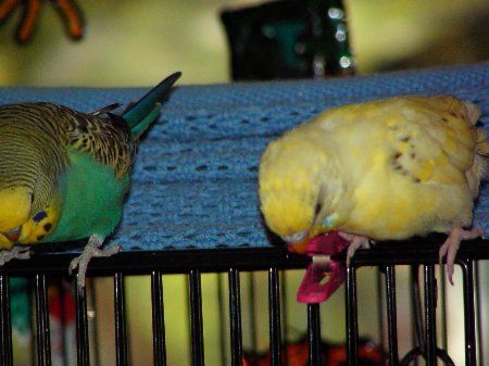 IMAG0780_450x337.jpg
