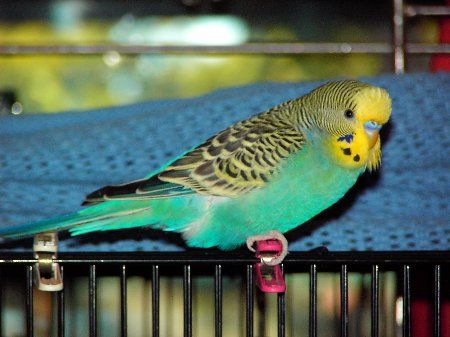 IMAG0787_450x337.jpg