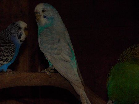IMAG0981_450x337.jpg