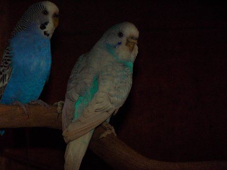 IMAG0982_450x337.jpg