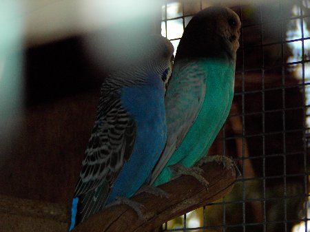 IMAG0987_450x337.jpg