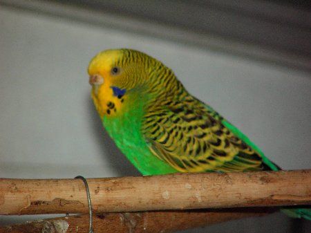 IMAG1218_450x337.jpg