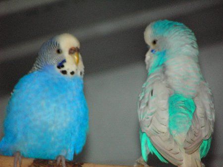 IMAG1219_450x337.jpg
