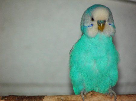 IMAG1220_450x337.jpg