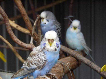 IMAG1232_450x337.jpg