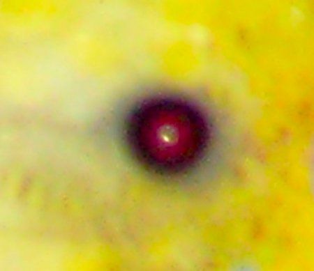 Migseyes_450x389.jpg