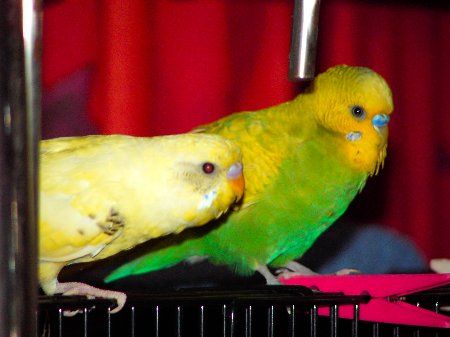 RedeyeMignApple_450x337.jpg