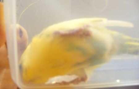 BUTT_450x289.jpg