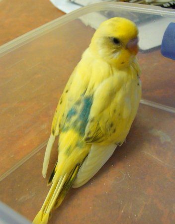 lilmig_352x450.jpg