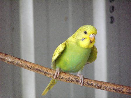 IMAG0029_450x337.jpg