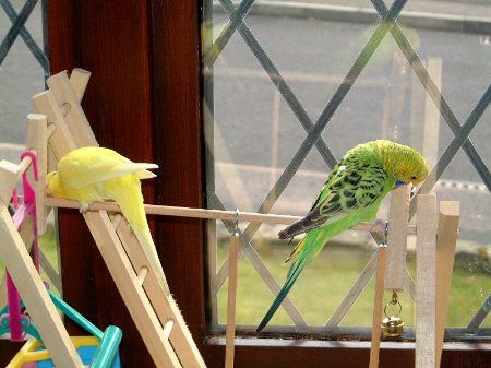 budgies_450x337.jpg