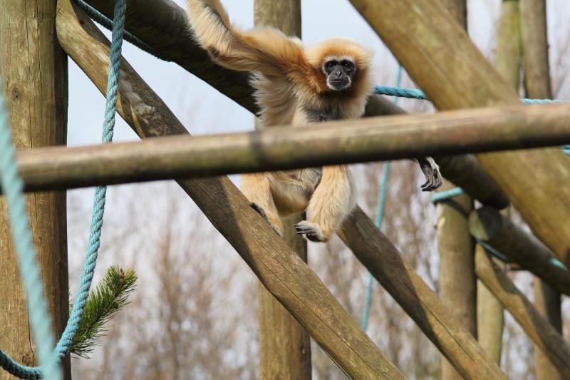 IMAGE: http://i13.photobucket.com/albums/a291/D4le/new/monkey7_zpsc9ab0c03.jpg