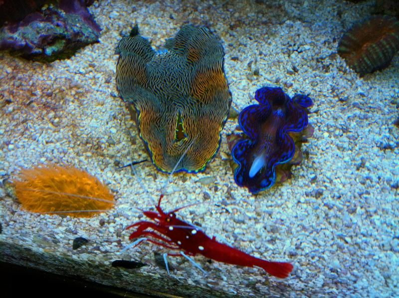 Talk about putting your foot in your mouth...why is my clam doing this