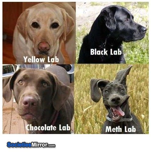 types-pf-labs-labrador-lab-meth-funny-pictures-1288922182.jpg