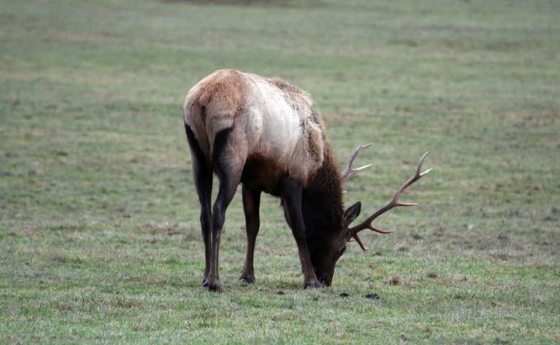 IMAGE: http://i13.photobucket.com/albums/a291/mightycrystu/elk10.jpg?t=1264462790