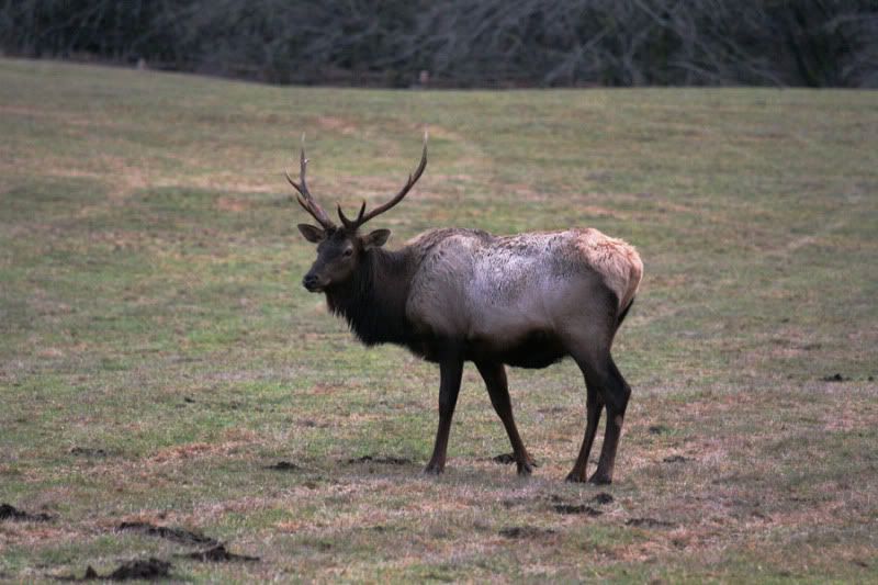 IMAGE: http://i13.photobucket.com/albums/a291/mightycrystu/elk7.jpg?t=1264462825
