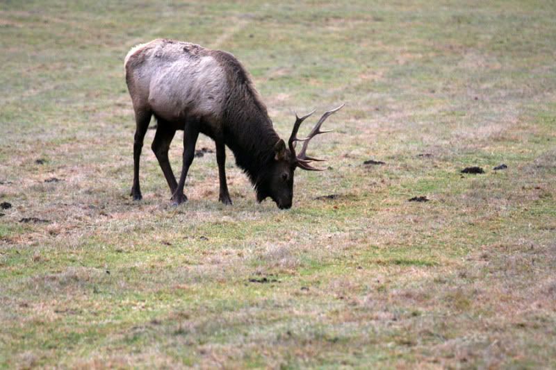 IMAGE: http://i13.photobucket.com/albums/a291/mightycrystu/elk9.jpg?t=1264462808