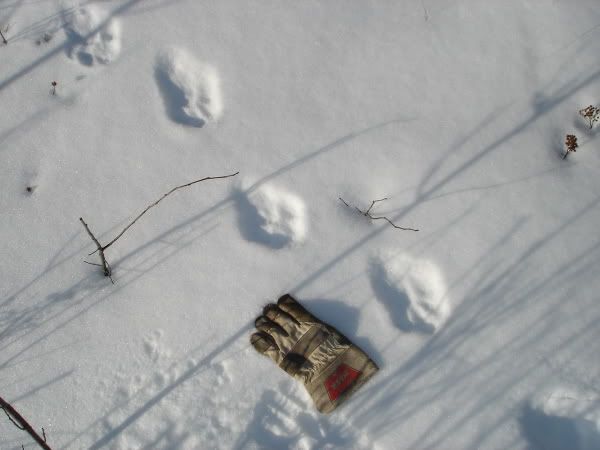 lynxtracks.jpg