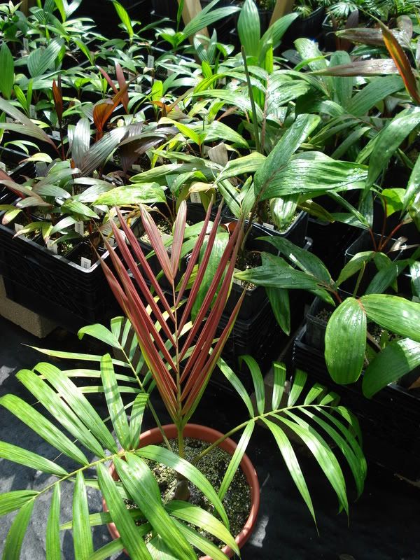 actinokentia divaricata