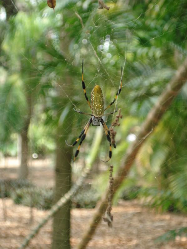 ASpider.jpg