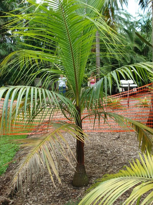 Acanthophoenixrubra1.jpg