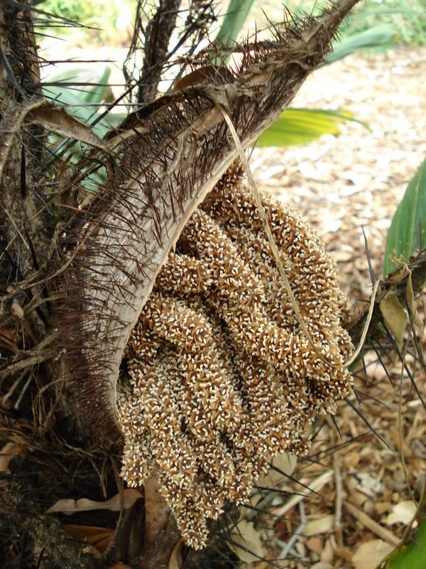 Astrocaryummexicana.jpg