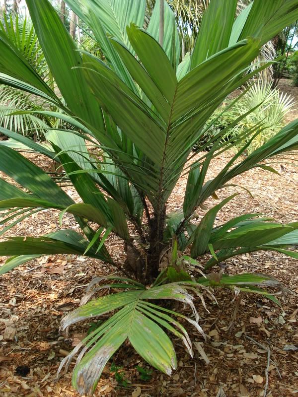 Astrocaryummexicana1.jpg