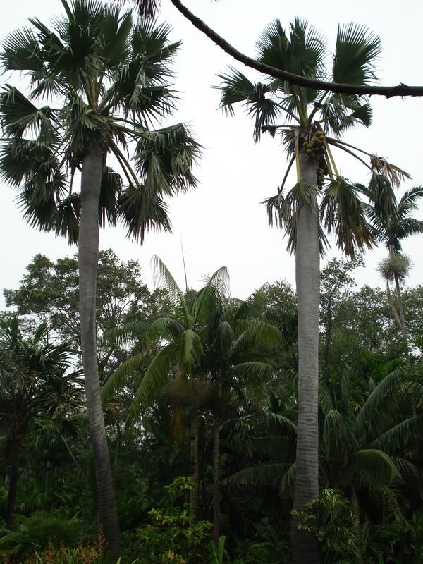 Borassusanthiopum1.jpg