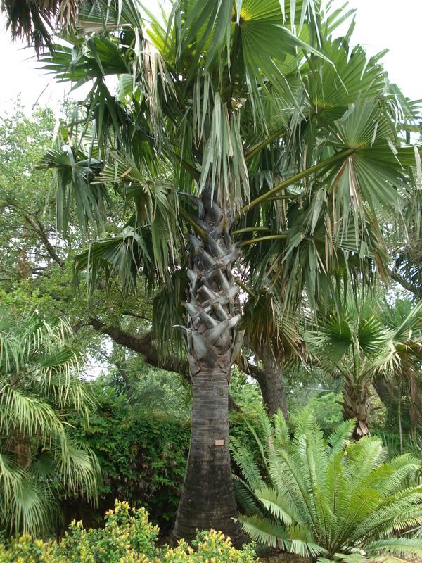 Borassusflabellifer.jpg